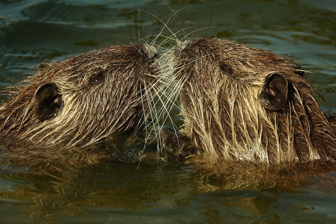 Nutria