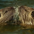 Nutria