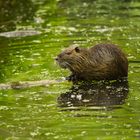 Nutria