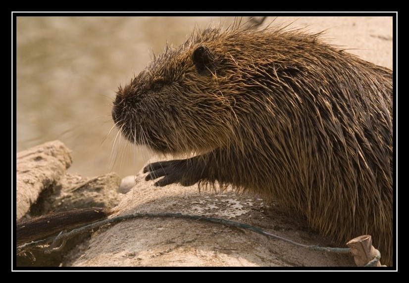 Nutria