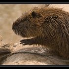 Nutria