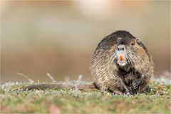 Nutria