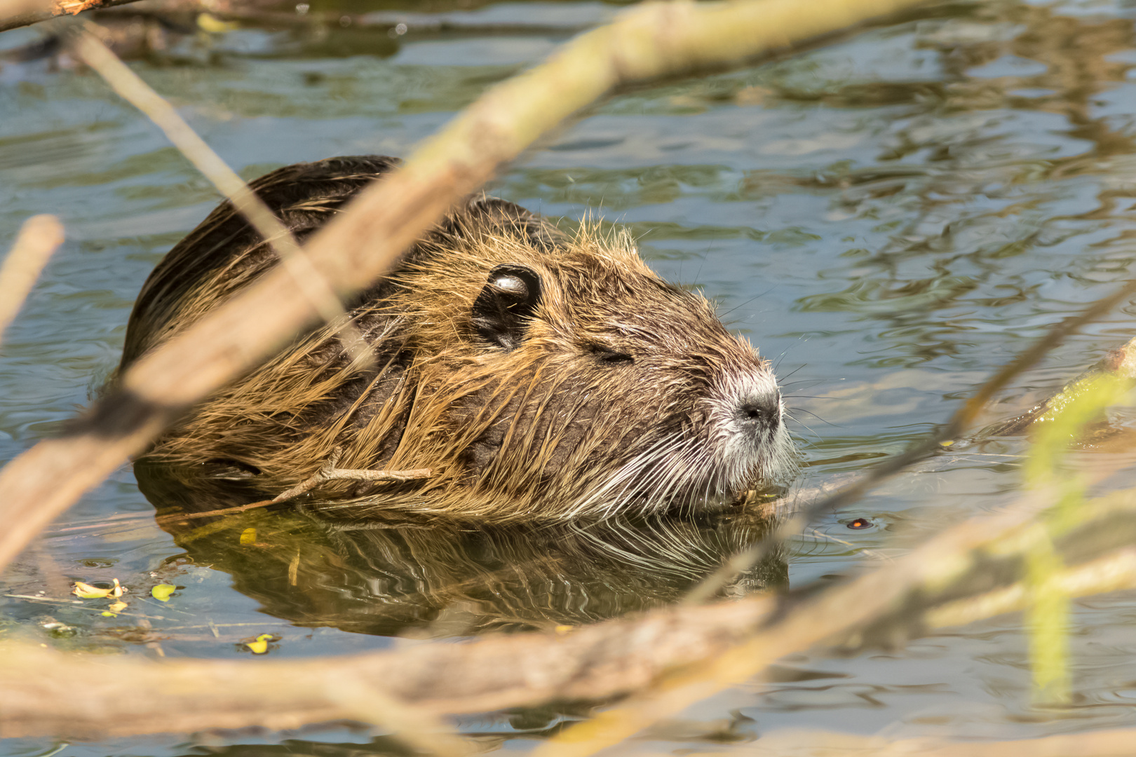 Nutria