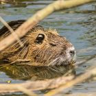 Nutria