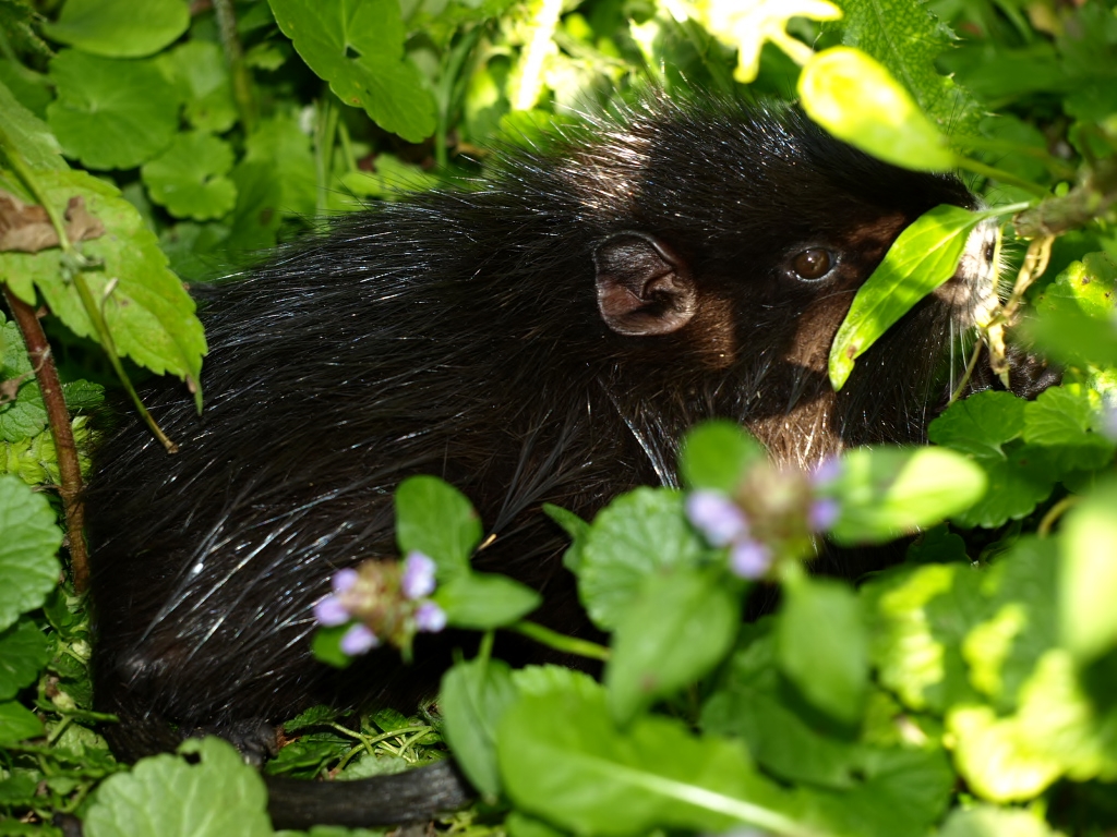 Nutria