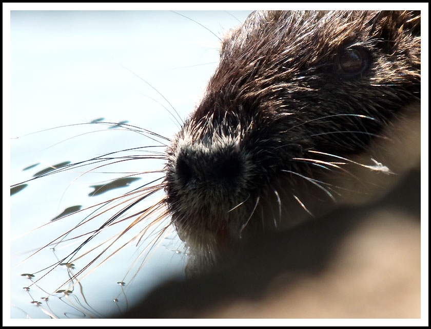 Nutria