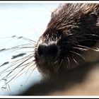 Nutria