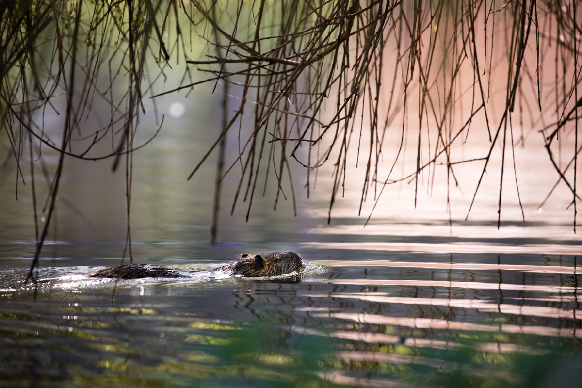 Nutria