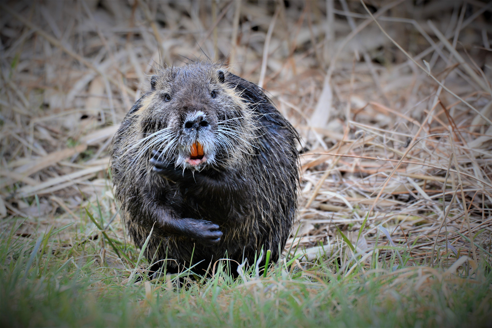 Nutria 