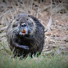 Nutria 