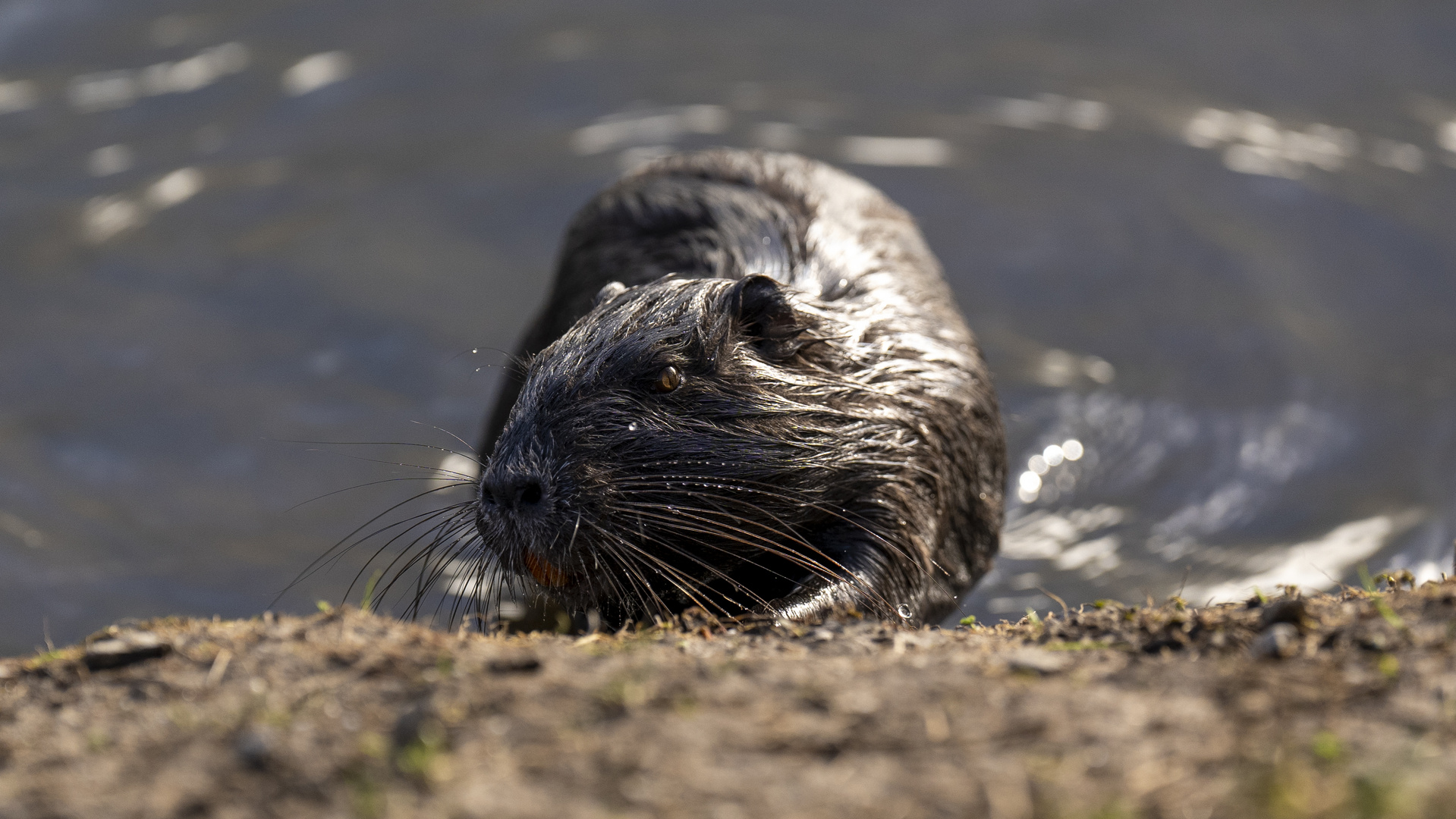 Nutria