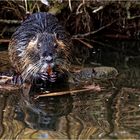 Nutria