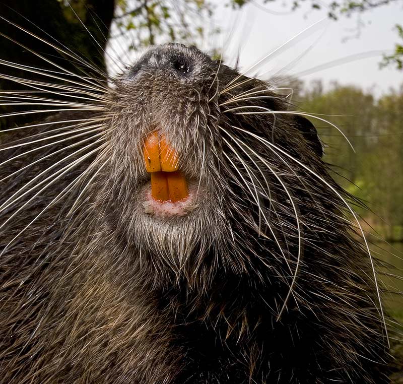 Nutria