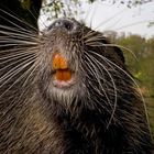 Nutria