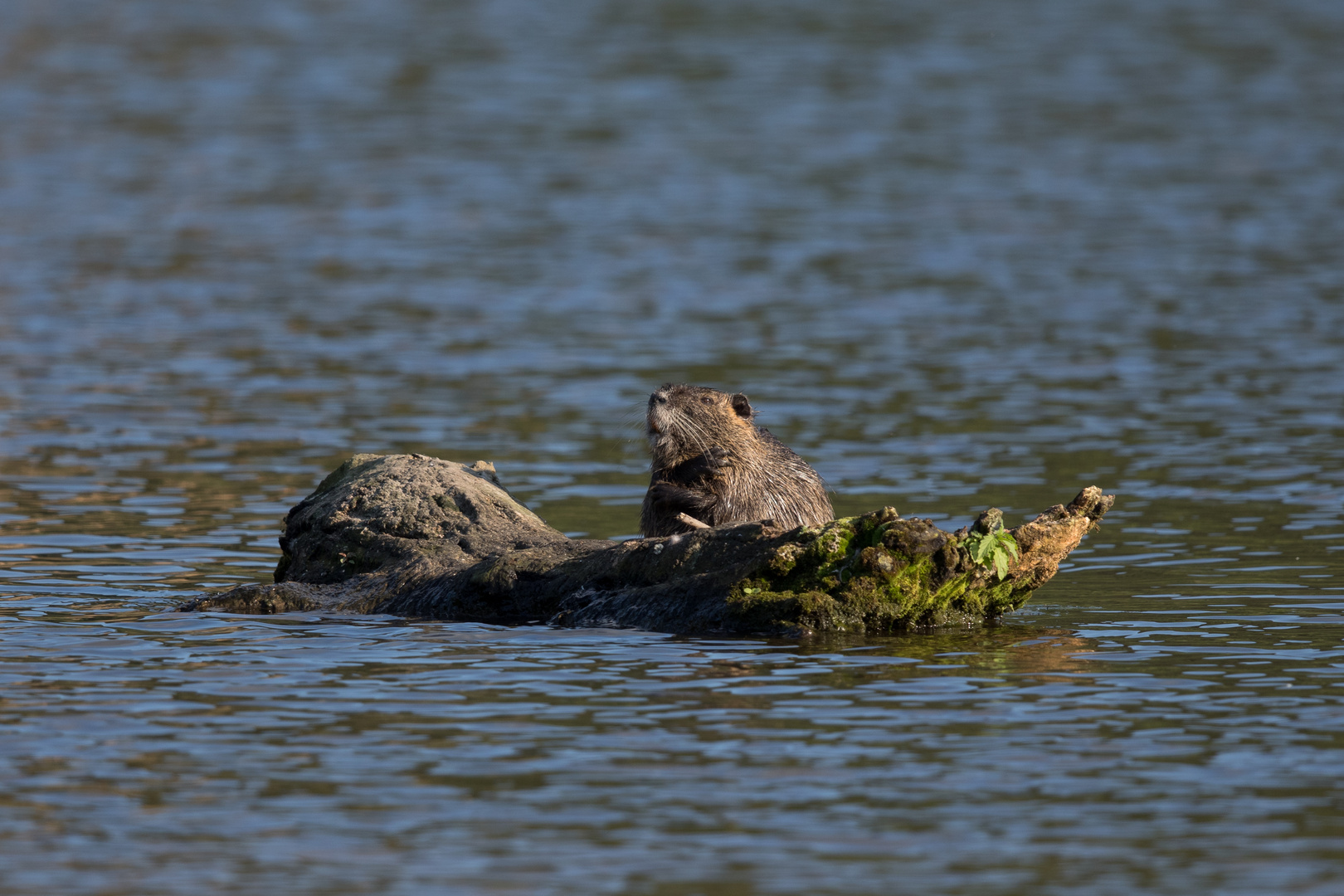 Nutria 