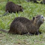 Nutria