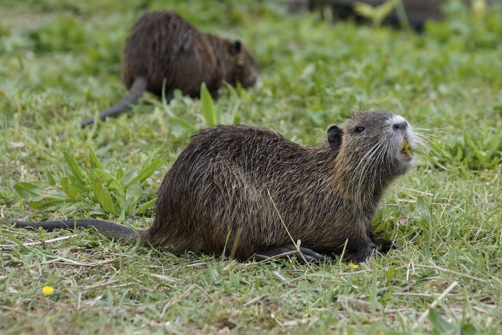 Nutria