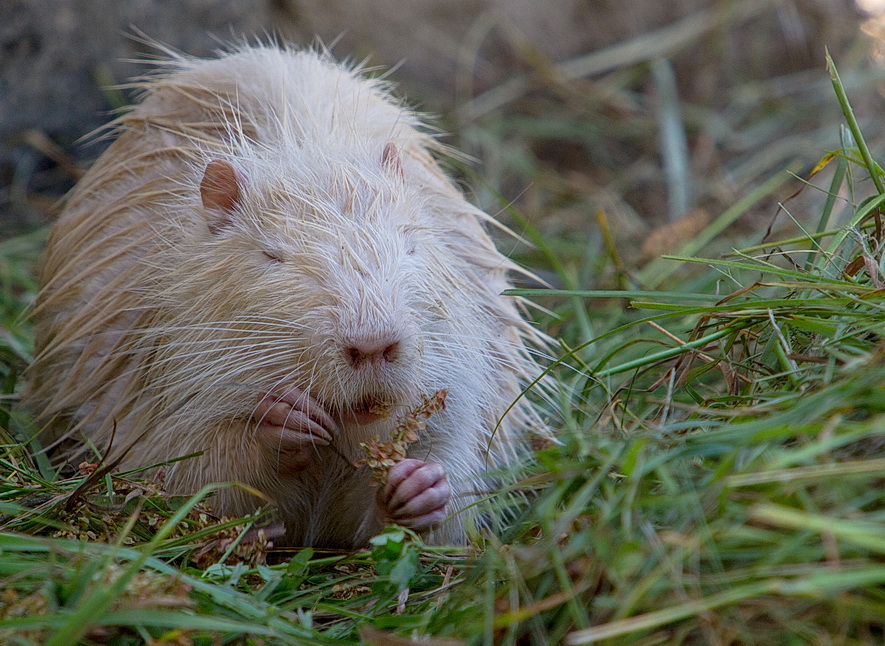 Nutria