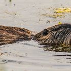 Nutria