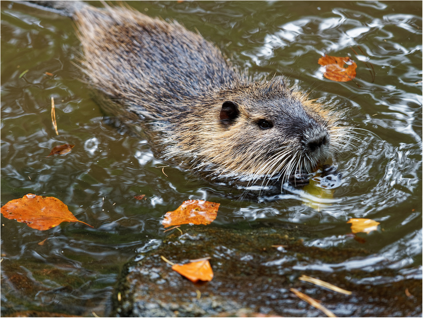 Nutria