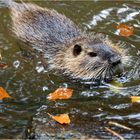 Nutria