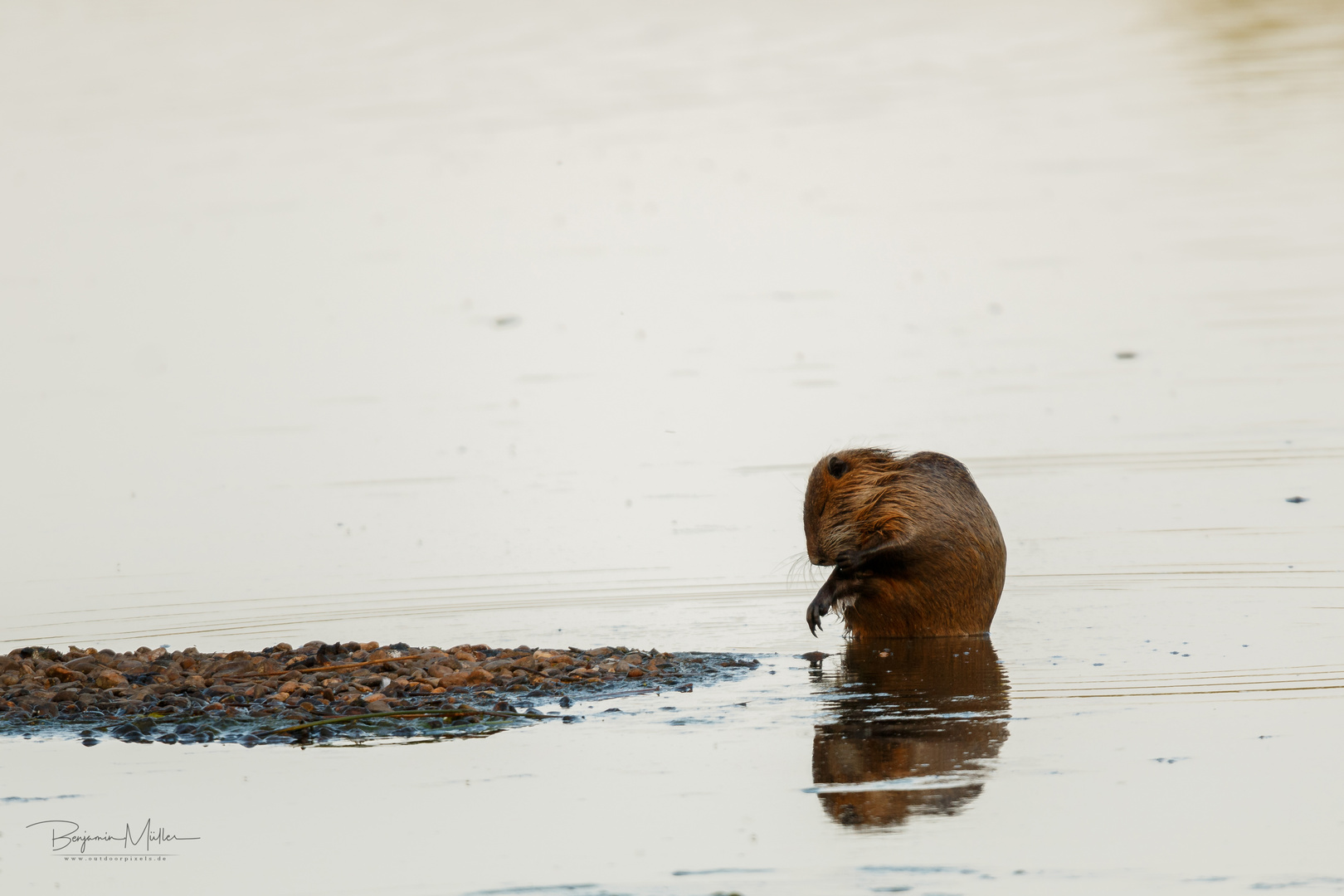 Nutria