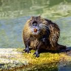 Nutria