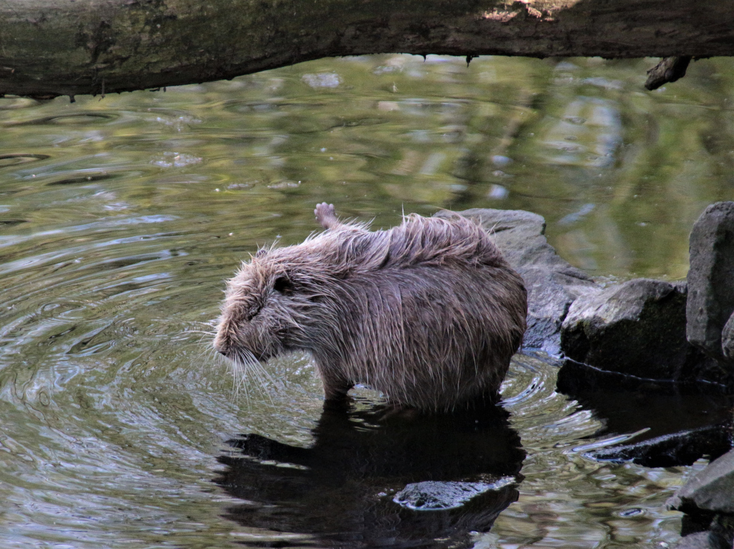 Nutria