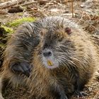 Nutria