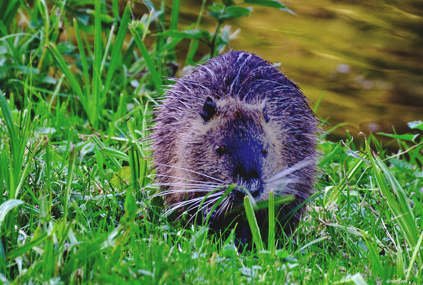 Nutria