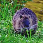 Nutria