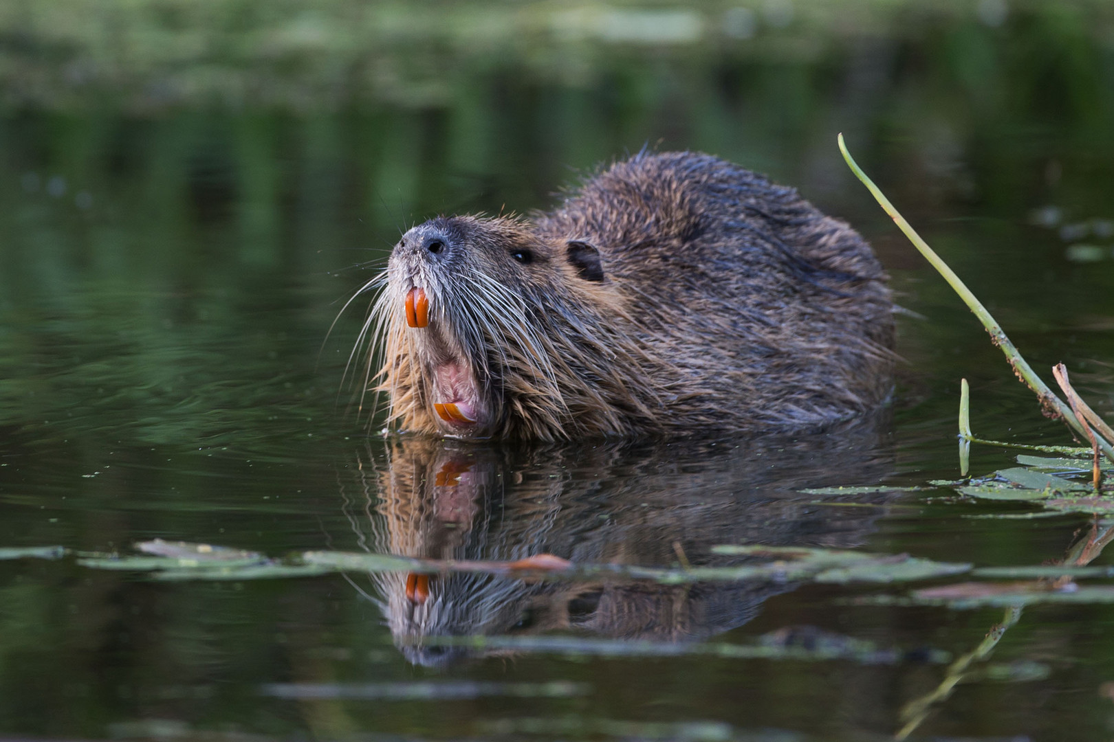 Nutria....