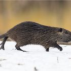 Nutria