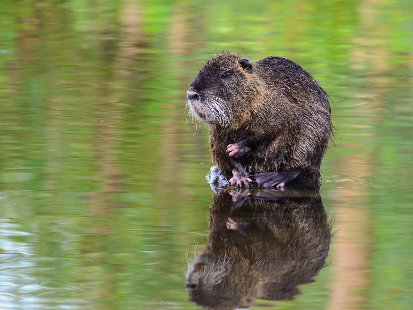 Nutria