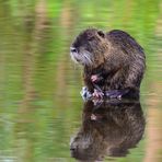 Nutria