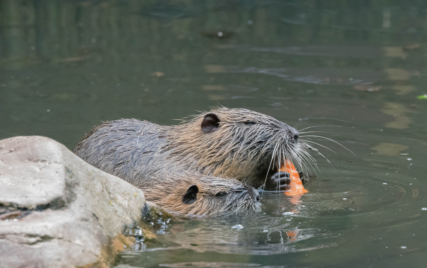 Nutria