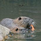 Nutria