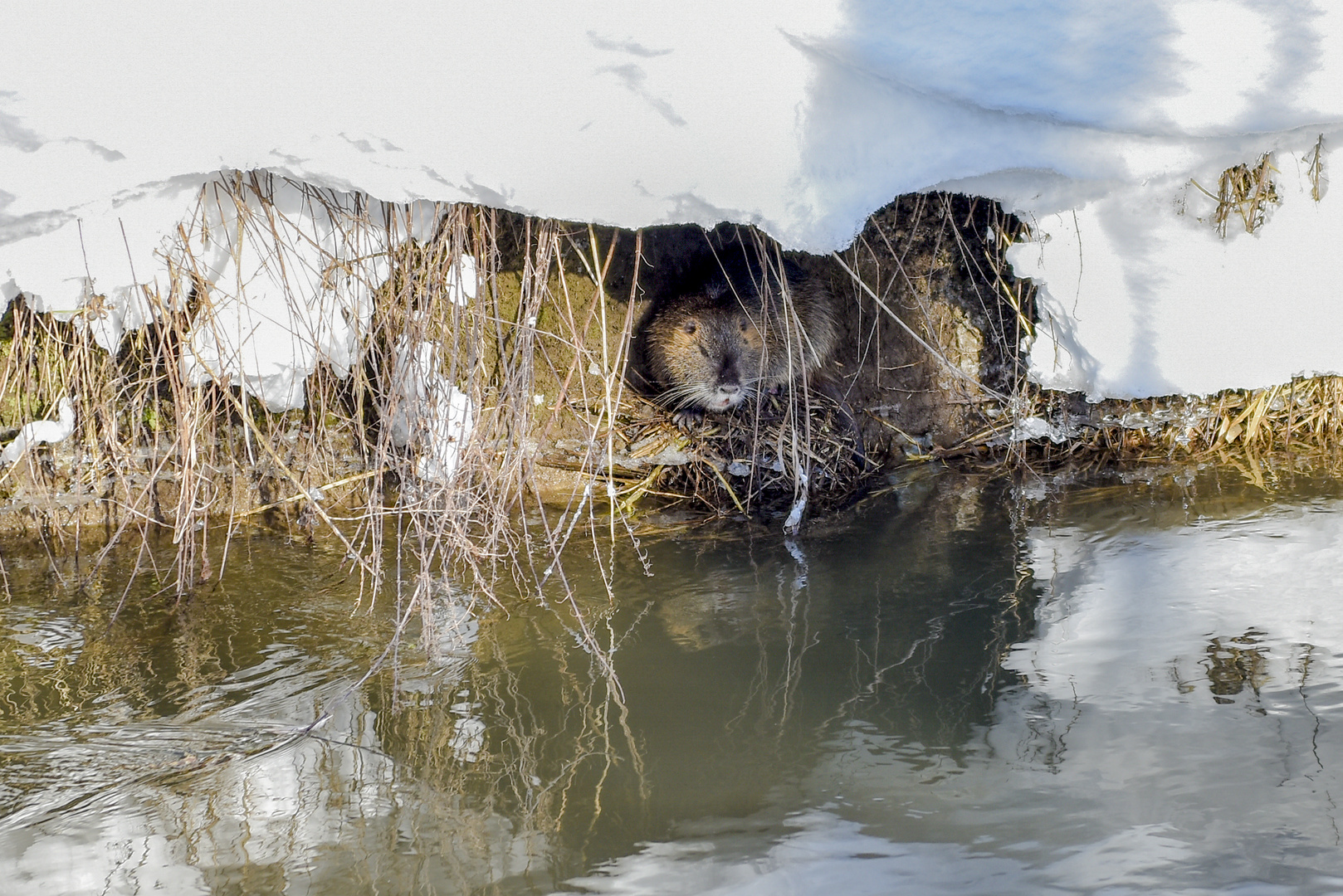 Nutria