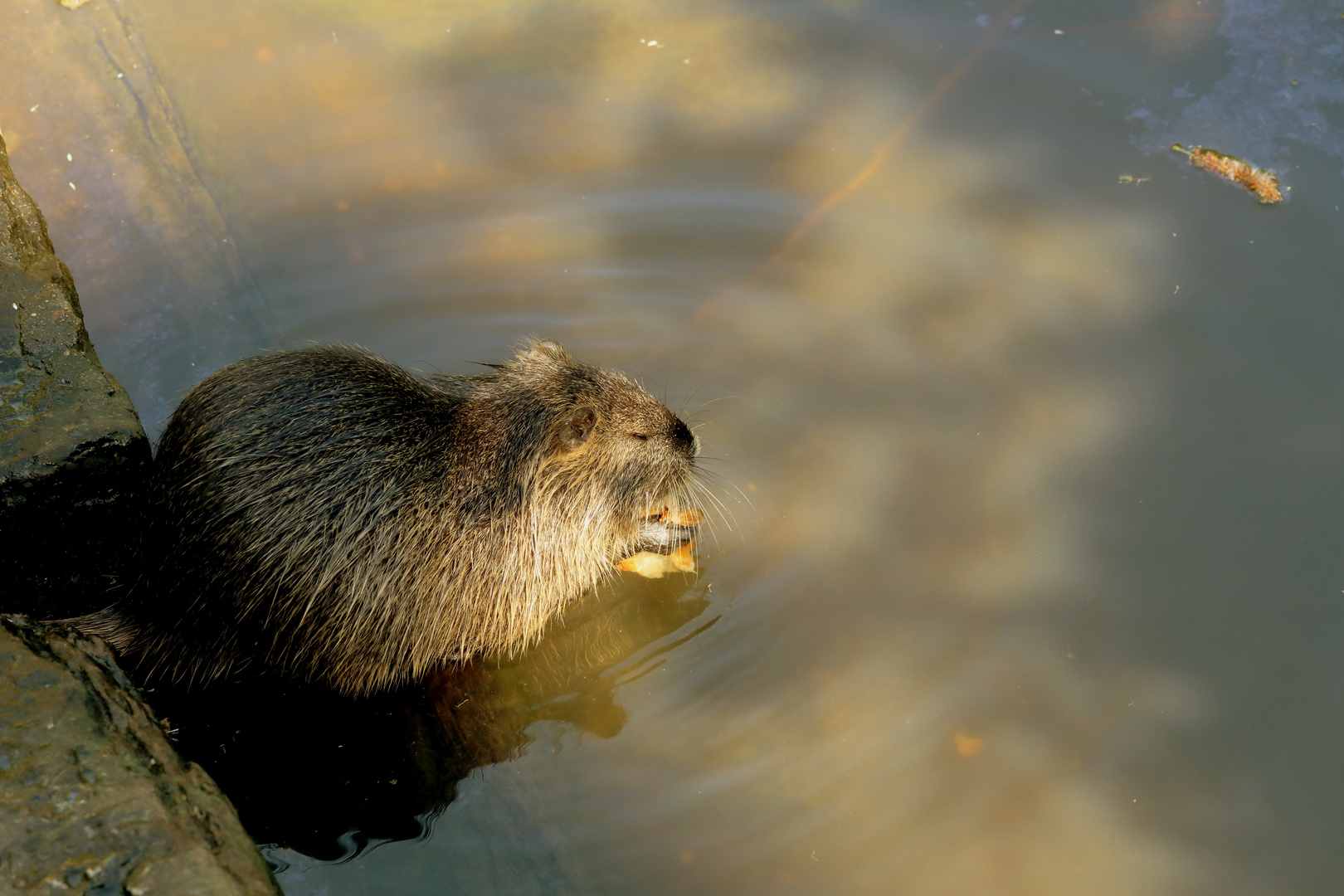 Nutria