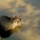 Nutria