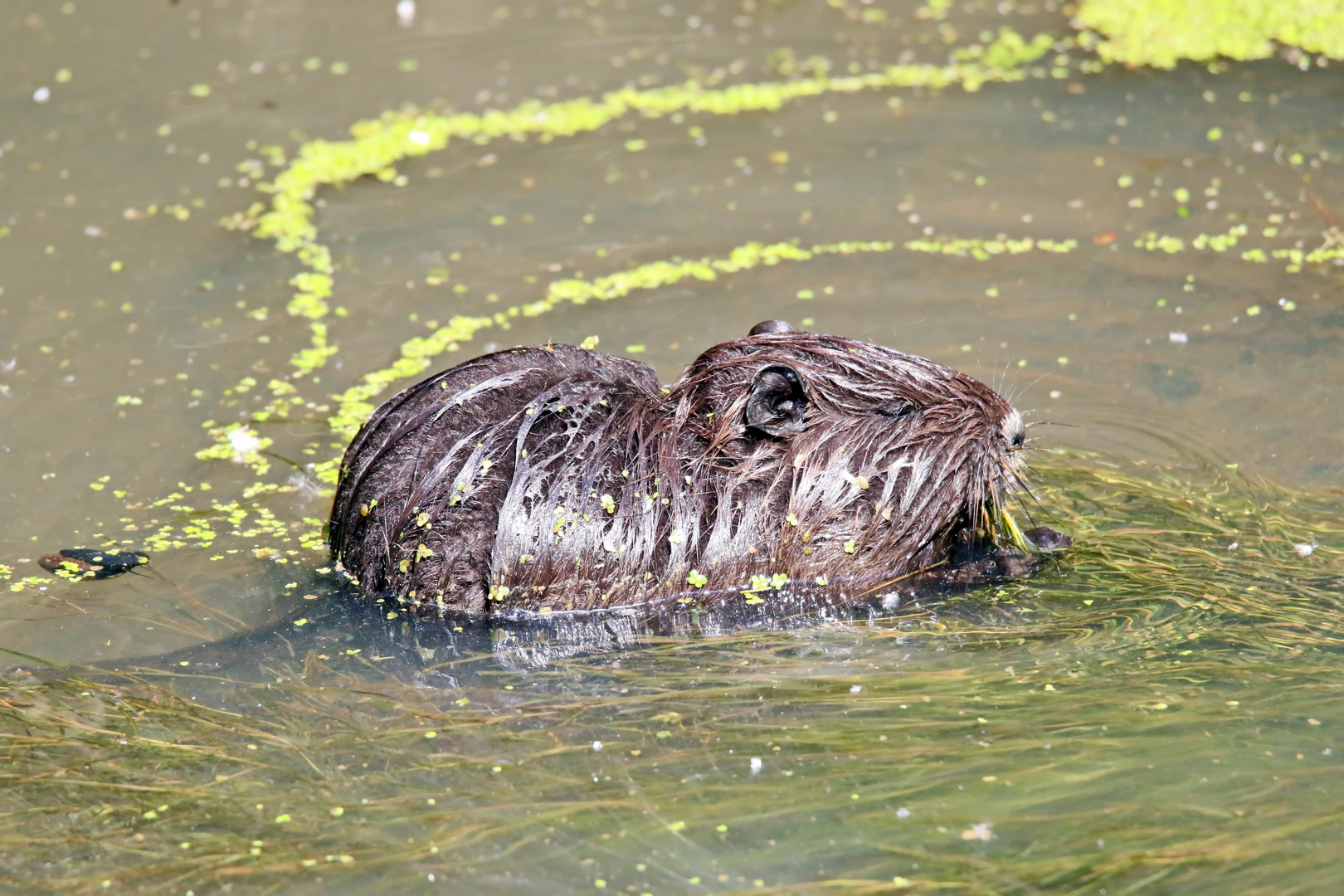 Nutria