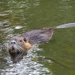 Nutria