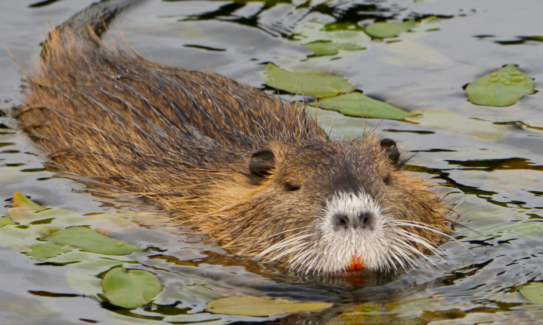 Nutria Foto & Bild | natur, landschaft, pflanzen Bilder auf fotocommunity