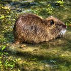 nutria 2