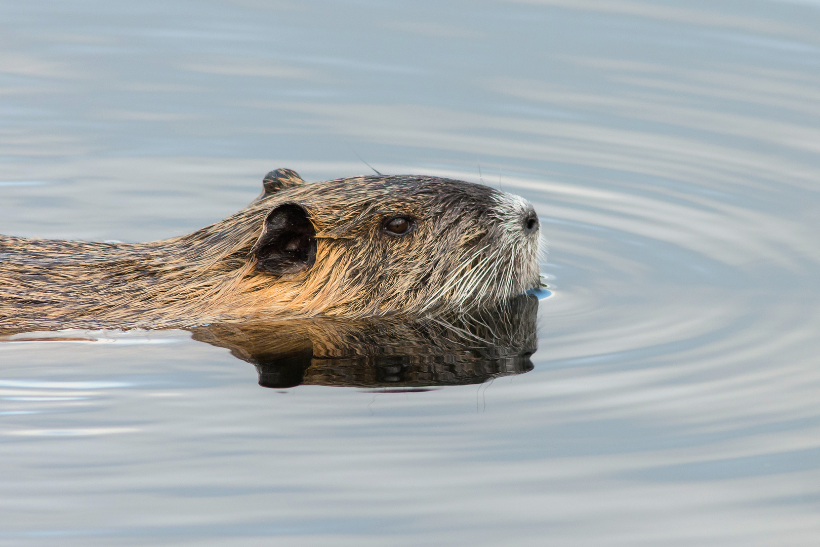 Nutria (2)