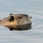 Nutria (2)