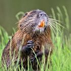 Nutria 2