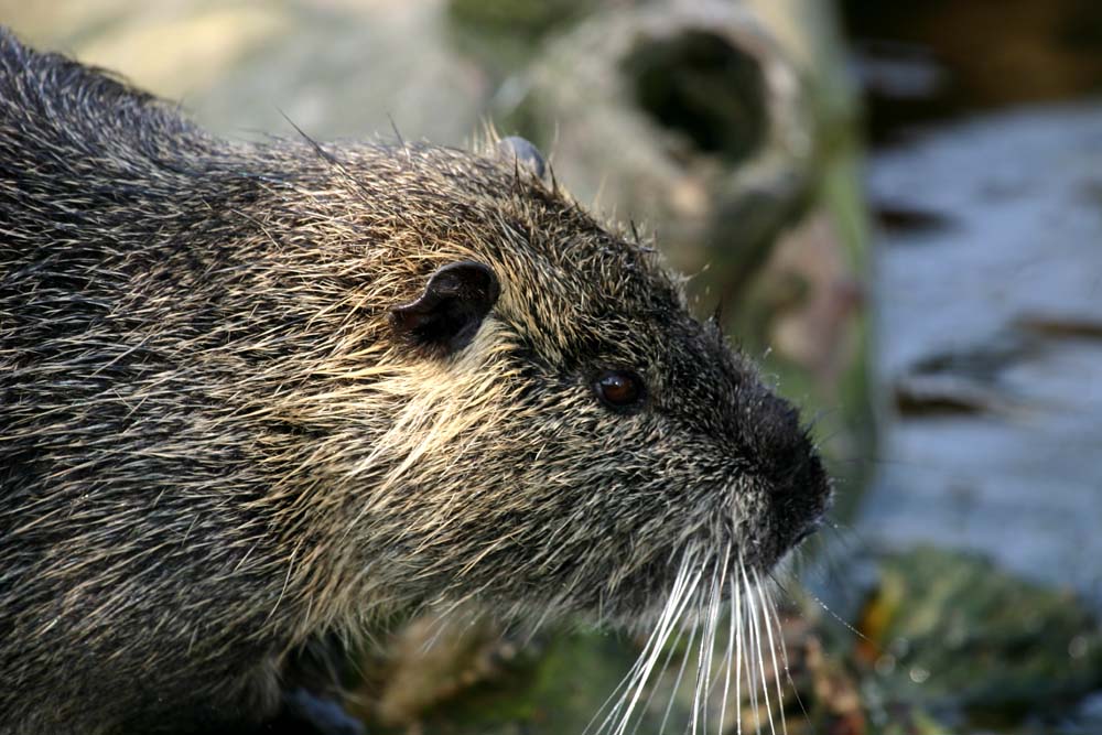 Nutria (2)