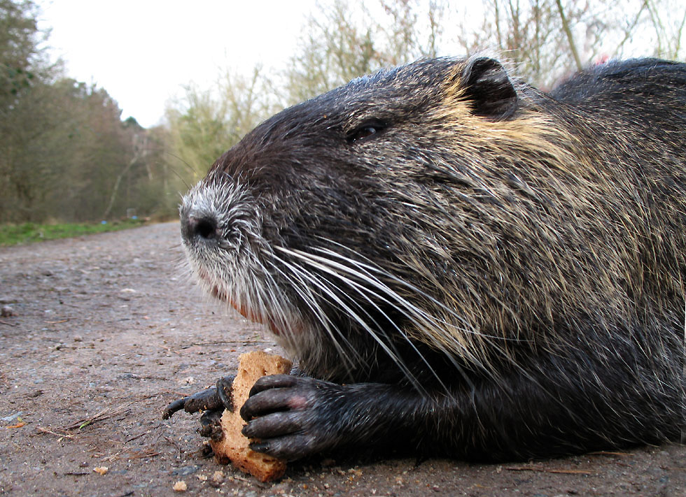 Nutria 2