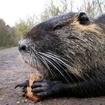 Nutria 2